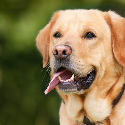  un chiot soin pharmacie Carnot