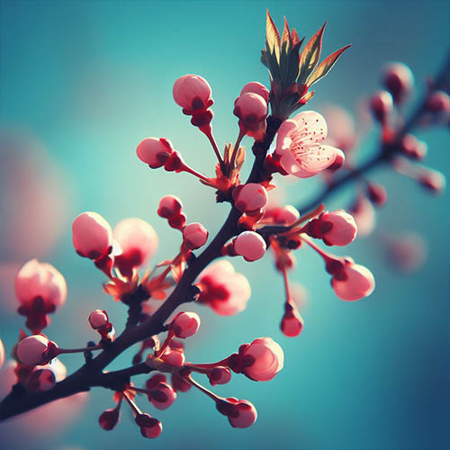 Gemmothérapie herboristerie Villeneuve-Saint-Georges